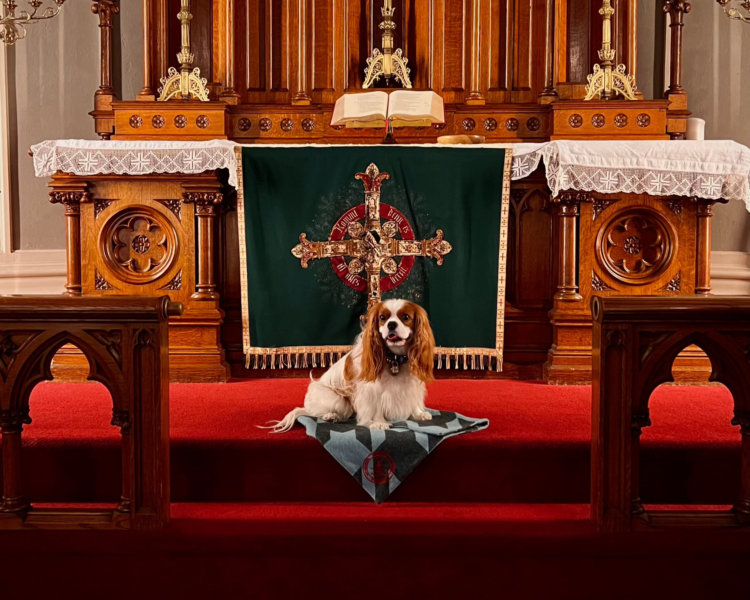 Dog sitting on a red cushion in front of a wooden altar with a cross and green cloth.